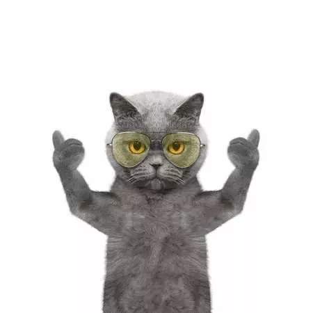 抖音竖大拇指的猫表情包高清无水印分享[图]
